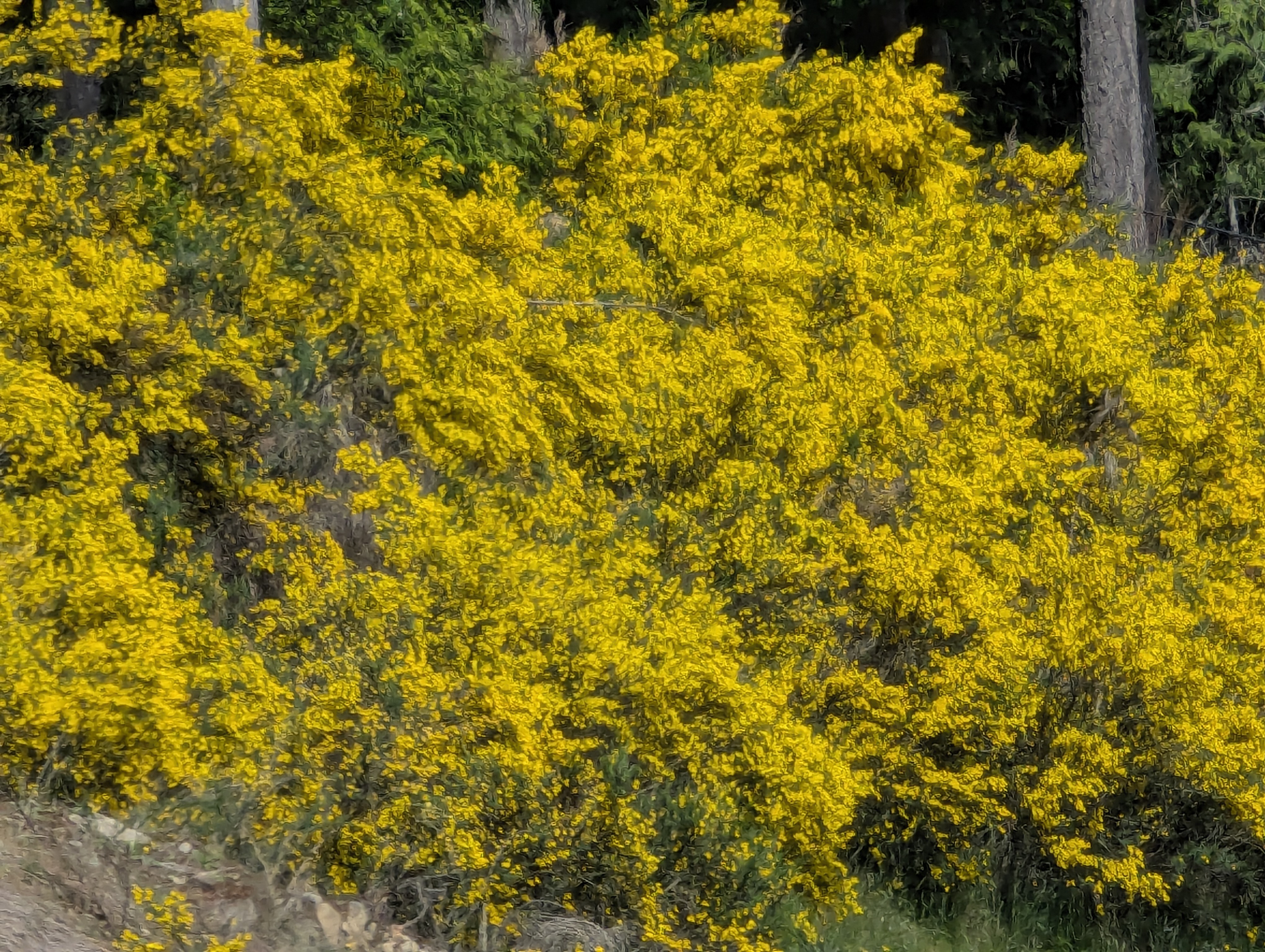 Birthday Trip to Canada, Vancouver Island